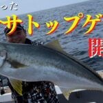 夏マサ到来❕トップ＆ジギング釣行　海面を割って出て来るデカマサの迫力をどうぞ🙇