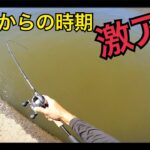 アホみたいに釣れる場所行ったらバカ釣れたw