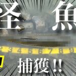 極小のため池で、バス釣りしてたら怪魚出現⁉︎  まさかこんなところに… あわや1メートルに迫る怪物捕獲なるか⁉︎  『巨大魚』『野池』　レイドジャパン マスタブラスタ バズベイト　バイブレーション