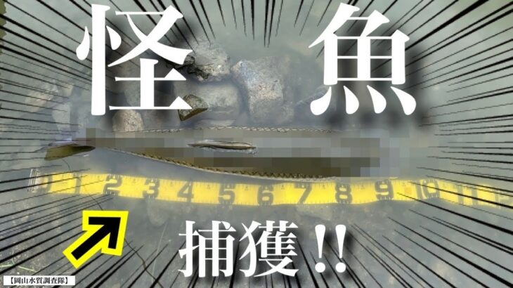 極小のため池で、バス釣りしてたら怪魚出現⁉︎  まさかこんなところに… あわや1メートルに迫る怪物捕獲なるか⁉︎  『巨大魚』『野池』　レイドジャパン マスタブラスタ バズベイト　バイブレーション