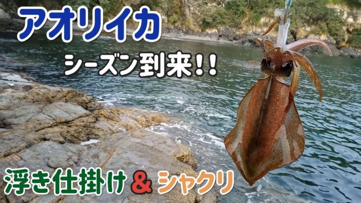 [10月下旬釣行] イカ釣り (ウキ仕掛け・シャクリ)で釣れました！