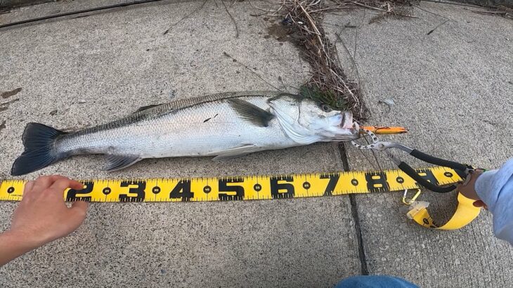 釣りの文句は俺に言えぇ！！怒りのシーバスハント【10投チャレンジ　１２日目】