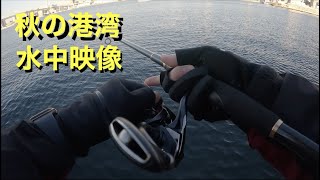 10月下旬の港湾部、シーバス狙いの動画です。