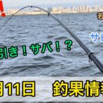 【サバ！？】10月11日釣果情報　東京都若洲海浜公園釣り施設　サビキ釣り