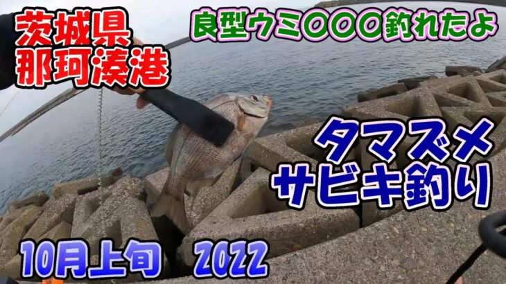 茨城県　那珂湊港　サビキ釣り　10月上旬　良型ウミ○○○釣れたよ　2022