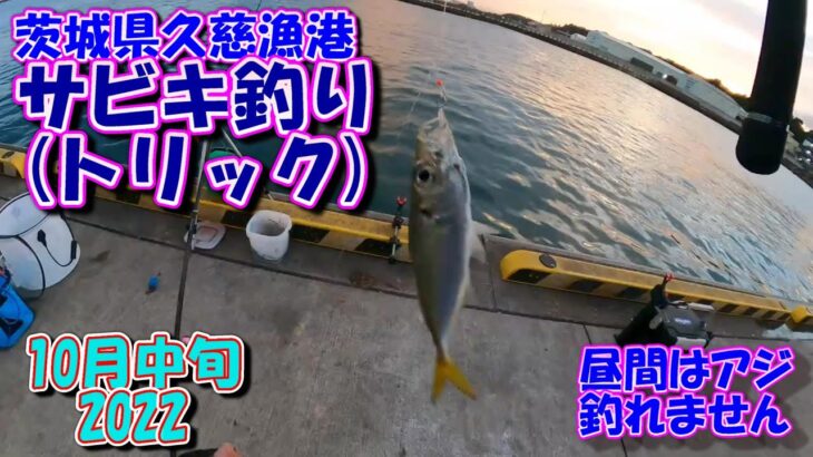 茨城県　久慈漁港　サビキ釣り　10月中旬　夕マズメにアジGet　2022