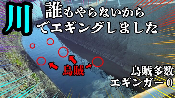 エギング【知っていましたか？川でエギングすれば思いのほか烏賊って釣れるんです】2022 10月 エギング