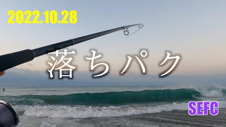 2022.10.28  サーフでヒラメ落ちパクがそこにはあった。