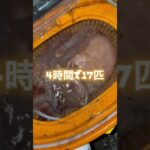 小樽で豆イカ釣り2022年秋#shorts #豆イカ