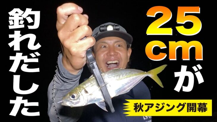 【秋アジング開幕!! 25cmが釣れ出した！】SOTvol,164