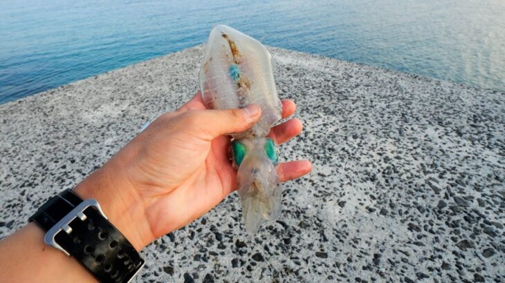 離島の小さな堤防でブッコミ釣り。イカを一匹丸ごと投げ込んだ結果がヤバすぎた【喜界島編 #5】