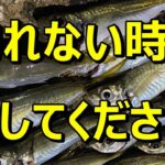 魚がいない？ちょっと待って！仕掛けを変えるだけで爆釣しますよ♪【50釣目】 Tips for when you can’t catch fish　【サビキ釣り】【アジ】