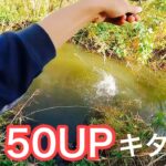 【霞水系50UP！】秋の霞水系流入で50UPキタッ❗️❗️✨