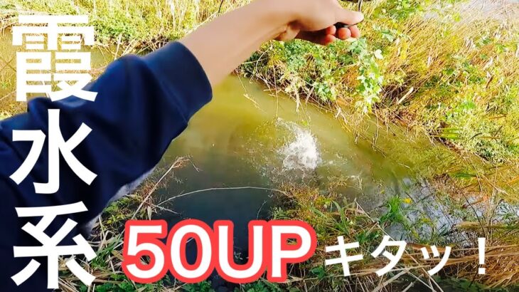 【霞水系50UP！】秋の霞水系流入で50UPキタッ❗️❗️✨