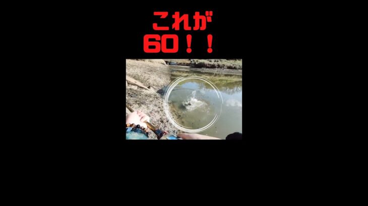 60upブラックバスがスピナーベイトを丸呑みする、衝撃映像。　#shorts  #ショート　#バス釣り　#bassfishing  #fishing