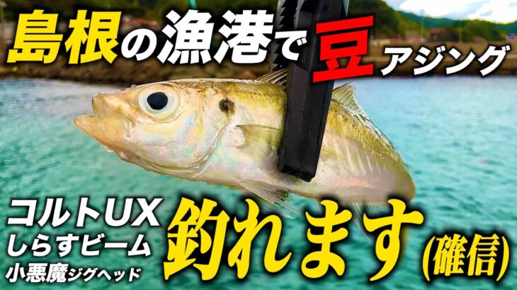 【アジング】島根県の漁港で釣り【CORTO UX,シラスビーム,小悪魔ジグヘッド】