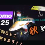 【秋シーバス釣行】新しいコモモSF-125でハイシーズンの河川ウェーディングナイトゲーム！【アイマ】【komomo SF-125】