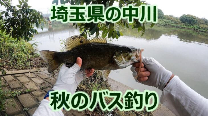 東京ルアー釣り、中川 ブラックバス 埼玉県吉川市 (Tokyo Lure Fishing, Bass, 黑鱸)