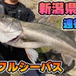 VOL 57.【遠征シーバス】新潟県佐渡は魚影の濃さがエグい！？