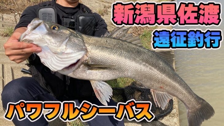 VOL 57.【遠征シーバス】新潟県佐渡は魚影の濃さがエグい！？