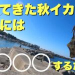 【エギング】エギに反応しない秋イカを釣るには◯◯◯◯するだけ！in淡路島