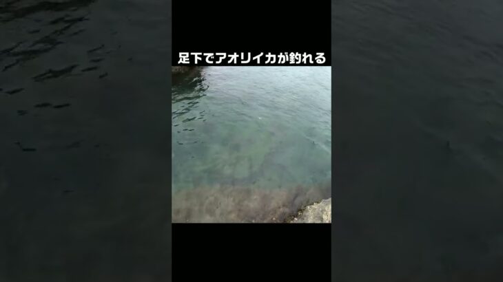 エギを水面ギリギリで漂わせると… #shorts #釣り #エギング #アオリイカ