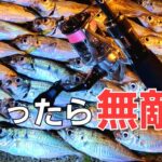 【アジング】これ使ったら釣果が伸びてきました