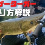 【バス釣り】怪魚アリゲーターガーの釣り方解説。日本で釣るために必要なタックル、釣れた状況、魚の動きを詳しく解説します。なぜ、バスの泳がせ釣りなのか？理由は◯◯【岡山】【野池】【ため池】【餌釣り】