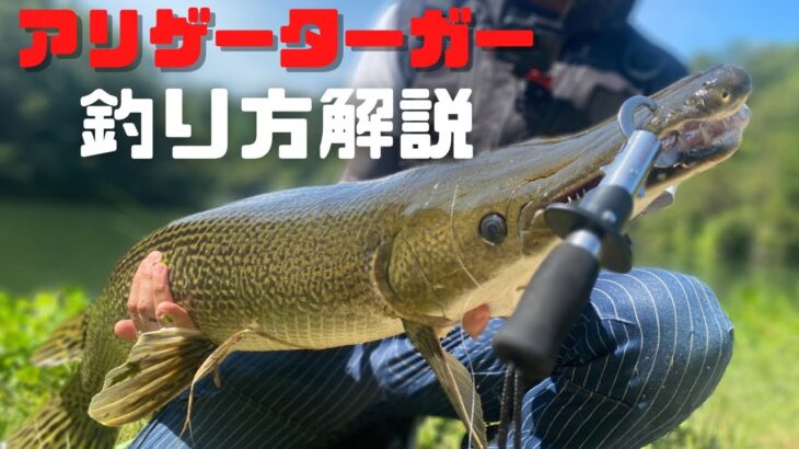 【バス釣り】怪魚アリゲーターガーの釣り方解説。日本で釣るために必要なタックル、釣れた状況、魚の動きを詳しく解説します。なぜ、バスの泳がせ釣りなのか？理由は◯◯【岡山】【野池】【ため池】【餌釣り】