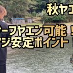 【秋ヤエン⑥中盤】ヤエン釣り【ここはアジ安心！トイレ、水も有り！ファミリーフィッシング最適！】新子調査　福井県