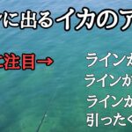 【エギング】ラインに出るイカのアタリはこんな動きをします！これがわかれば釣果が確実に上がる