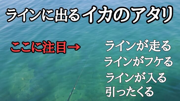 【エギング】ラインに出るイカのアタリはこんな動きをします！これがわかれば釣果が確実に上がる