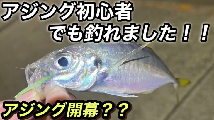 【アジング】初心者でも釣れるシーズンきた？？ジグ単で楽しむ秋アジング！最後に高級な…