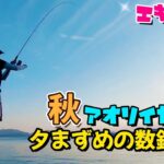 【エギング】夕まずめの数釣り!! 釣りたての良型アオリイカを〇〇にする♡