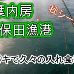 【千葉内房】保田漁港で久しぶりの入れ食いサビキ釣り！【海釣り】