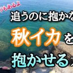 【エギング】抱かないイカの活性を上げて釣る方法とイカのアタリの出方