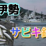 サビキ釣りで小アジが釣れ盛っています【南伊勢町　奈屋浦漁港】