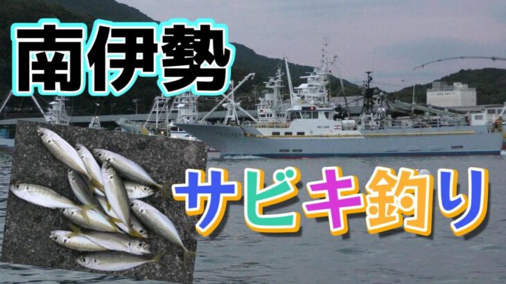 サビキ釣りで小アジが釣れ盛っています【南伊勢町　奈屋浦漁港】