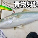 【伊勢湾ジギング】秋の伊勢湾は青物が好調!!!!