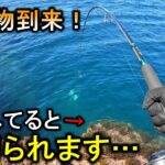 【たぬ～】ベイト大量の磯にシーバスミノーを投げると目の前で青物が引ったくる【ショアジギング】