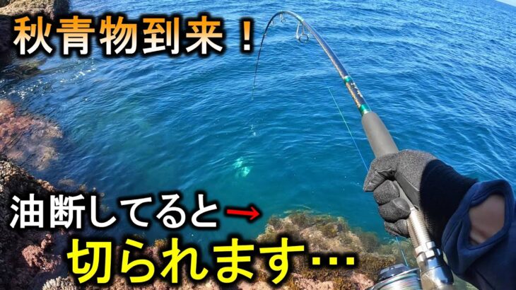 【たぬ～】ベイト大量の磯にシーバスミノーを投げると目の前で青物が引ったくる【ショアジギング】