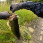 水温低下とターンオーバー、こうすればデカバスが釣れます「秋のバス釣り」「野池」「初心者」