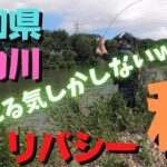 【リバシー】シーバスゲームシーズンオン！庄内川某所！愛知県！