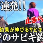 水路のような隙間でアジが連発！確実に釣果が伸びるアジのサビキ釣法で釣りしたらアジが釣れ続けた！