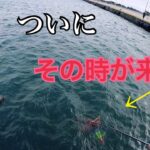 【泳がせ堤防釣り】大洗港でイワシの群れを釣りまくり、釣れたイワシを泳がせてたら、６０オーバーのヒラメとスズキが襲いかかった。