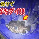 【奇跡の神業】アジ釣り用のサビキ釣りであり得ない魚がヒット！