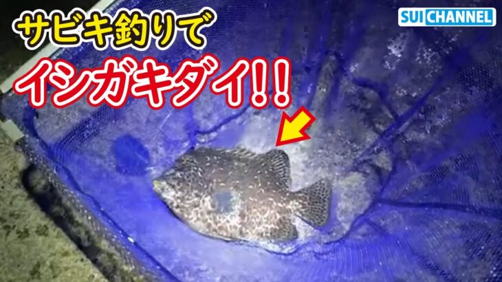 【奇跡の神業】アジ釣り用のサビキ釣りであり得ない魚がヒット！