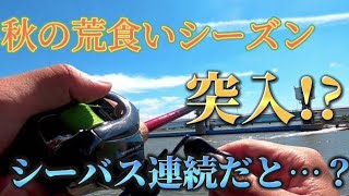 『福岡釣り』この時期が来た！シーバス釣るなら今がチャンス