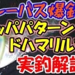 【シーバス爆釣】秋のサッパパターンのドハマりルアーがヤバ過ぎる！実釣で解説