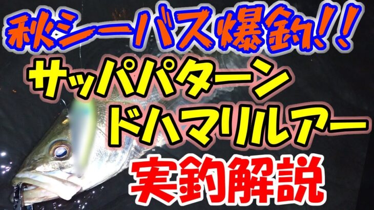 【シーバス爆釣】秋のサッパパターンのドハマりルアーがヤバ過ぎる！実釣で解説